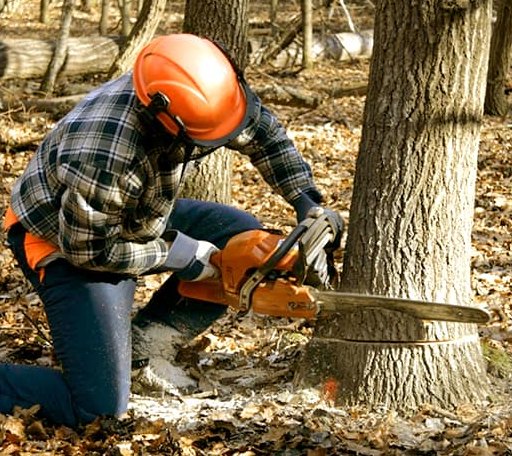 Tree Removal in Icard, NC